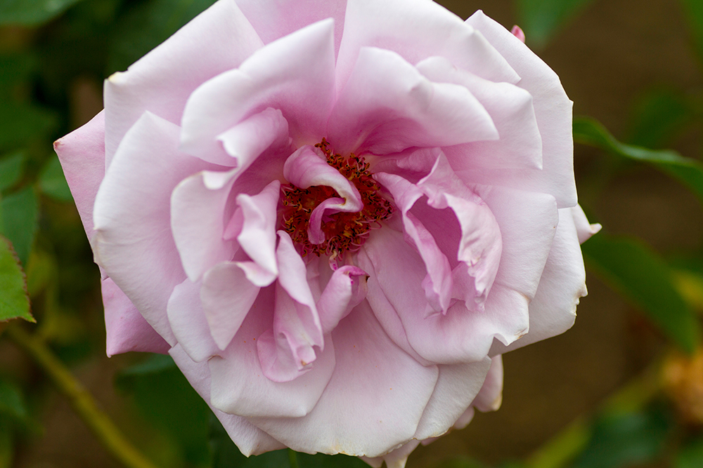 薔薇 シャルル ド ゴール 私的花写真図鑑 薔薇 バラ