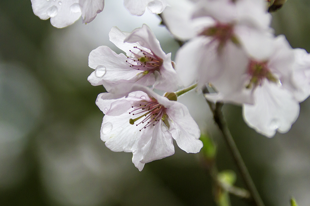 越の彼岸桜 コシノヒガンザクラ 私的花写真図鑑 さくら