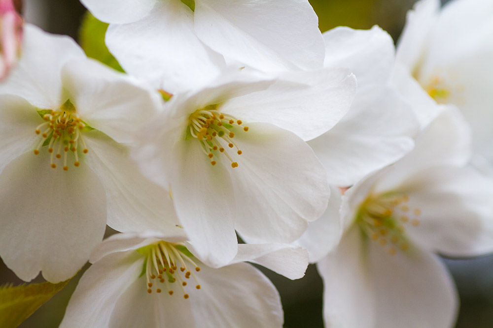 大島桜（オオシマザクラ） | 私的花写真図鑑・さくら