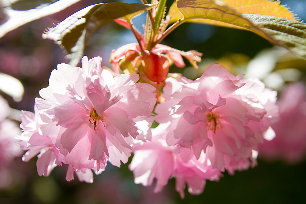 桜 関山 カンザン とおいしい桜のお話 私的花写真図鑑 さくら