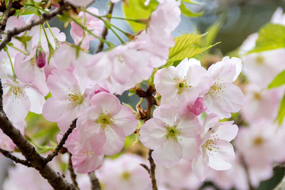 桜・御車返し | 私的花写真図鑑・さくら