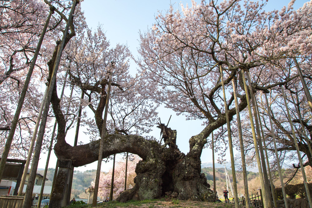 桜・山高神代桜：江戸彼岸（エドヒガン）と実相寺の桜に想うこと | 私 