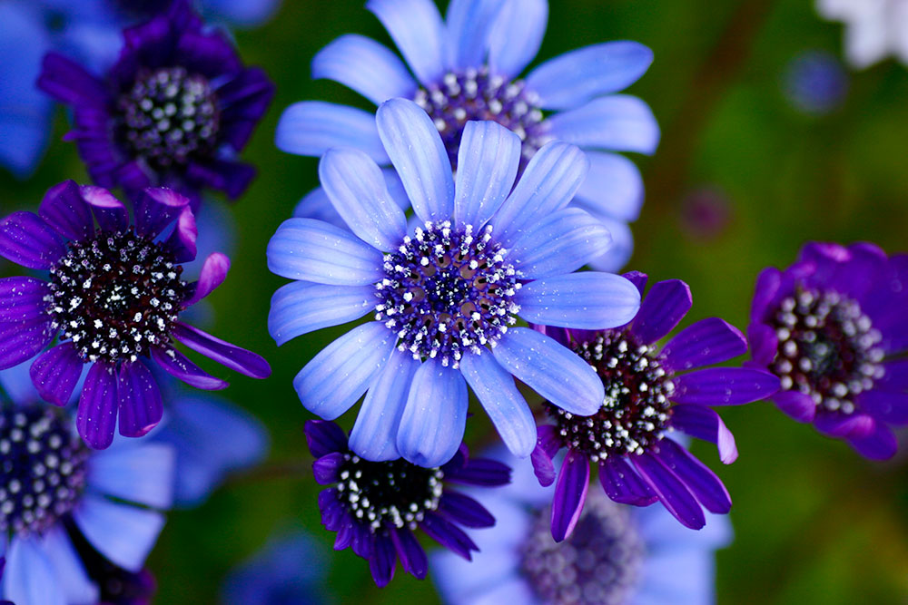 フェリシア スプリングメルヘンと青い花と 花束を君に 花写真図鑑 One Drop Room With Flowers