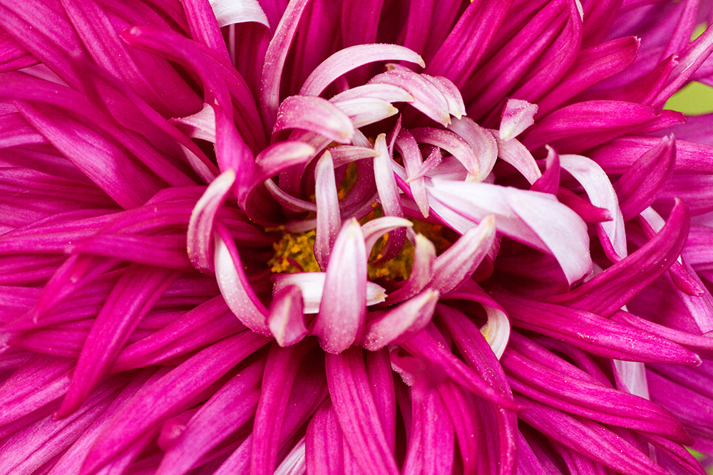 菊 江戸菊 狂菊 クルイギク 花写真図鑑 One Drop Room With Flowers